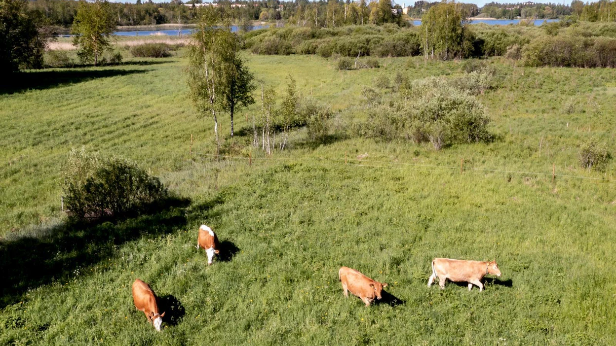 Lohtajalla lauma hiehoja otti hatkat laitumelta. Kuvan hiehot eivät liity tapaukseen.