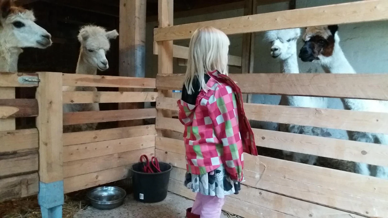 Linnunradan tilalla Kempeleessä lapsia ilahduttivat erityisesti alpakat, joita sai rapsutella ja syöttää.