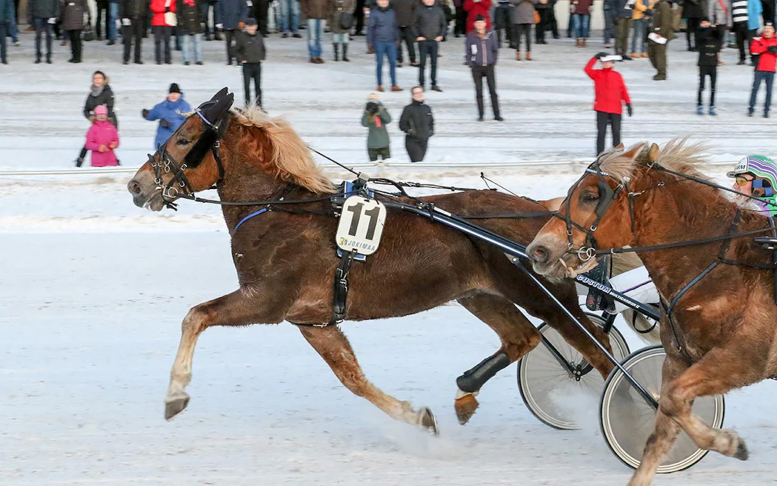 Costella ja Risto Tupamäki ovat olleet talven ravien sankareita, ja valjakko jatkaa voittojen metsästystä tänään Vermossakin.