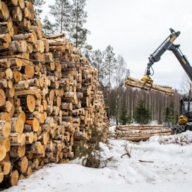 Metsäteollisuus ry:n jäsenyritykset ovat ostaneet alkuvuonna puuta yksityismetsistä 4,7 miljoonaa kuutiometriä, mikä on 1,7 miljoonaa kuutiometriä enemmän kuin viime vuonna vastaavaan aikaan. Arkistokuva.