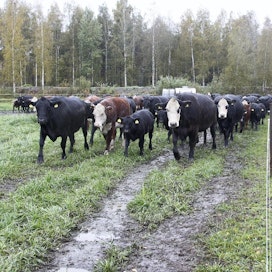 Vasikka karkasi ja ui Ruotsiin, kun karjaa oltiin laskemassa laitumelle. Nämä eläimet eivät liity tapaukseen.