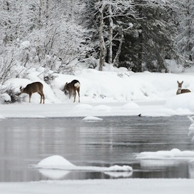 Etelä-Suomen poikkeuksellisen suuri lumimäärä vaikeuttaa metsäkauriiden ravinnonsaantia. Arkistokuva.