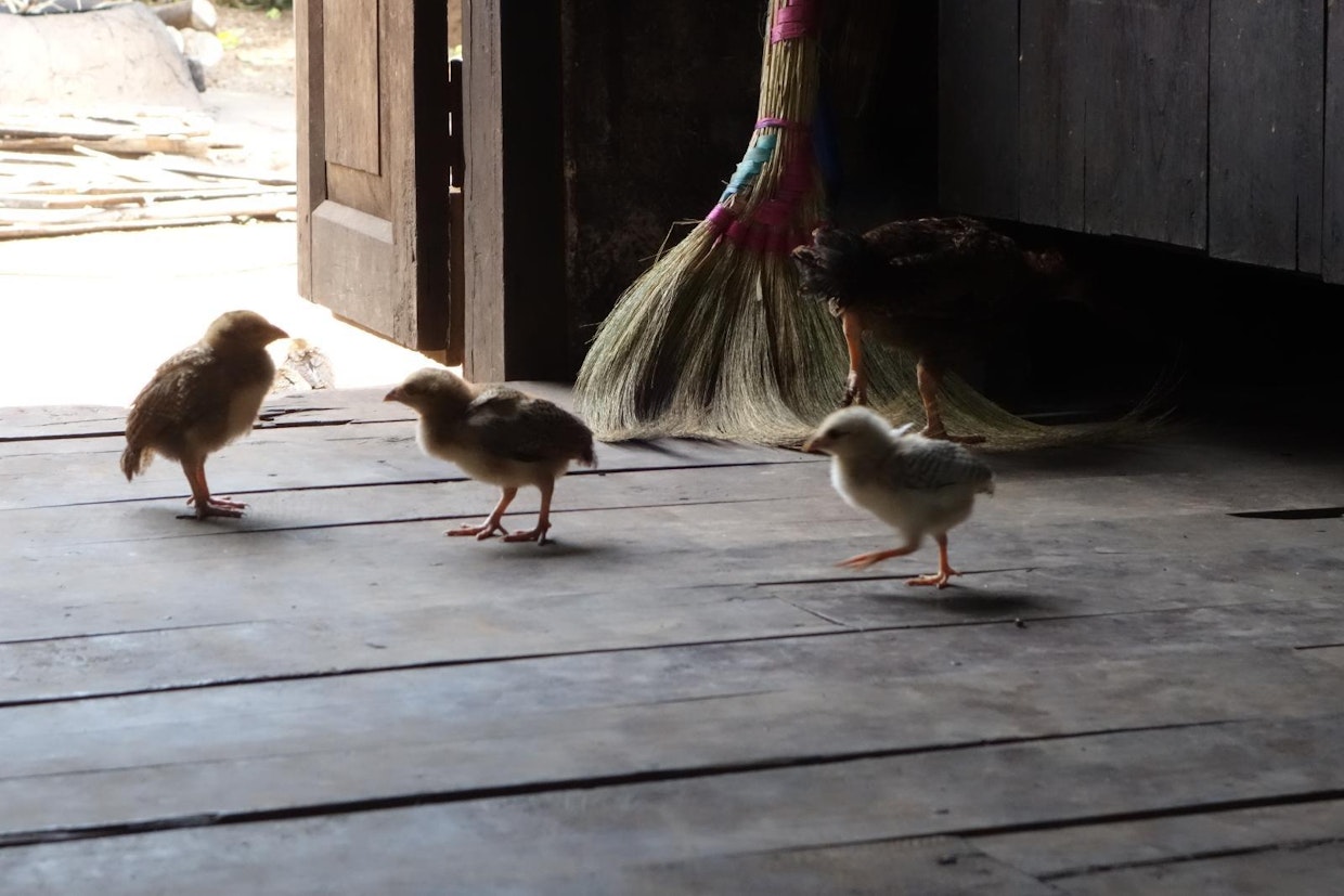 Keittiösiipi on avara ja käytännöllinen ratkaisu Myanmarin lämpimässä ilmastossa. Savu pääsee suoraan ylös ja ulos. Kananpoikia ei hennottu hätistää ulos vieraan nähden.