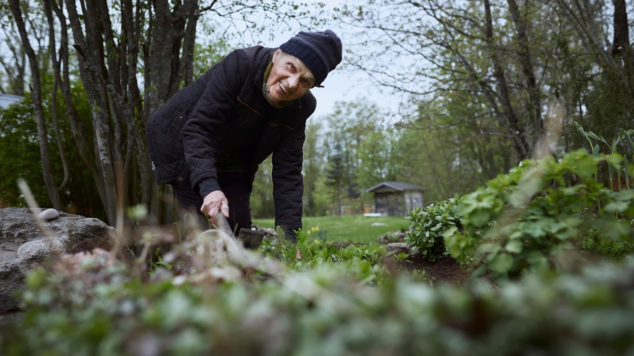 Runoilija puutarhassaan. Keväästä syksyyn Eeva Heilala viettää paljon aikaa puuhastellen rakkaassa puutarhassaan.