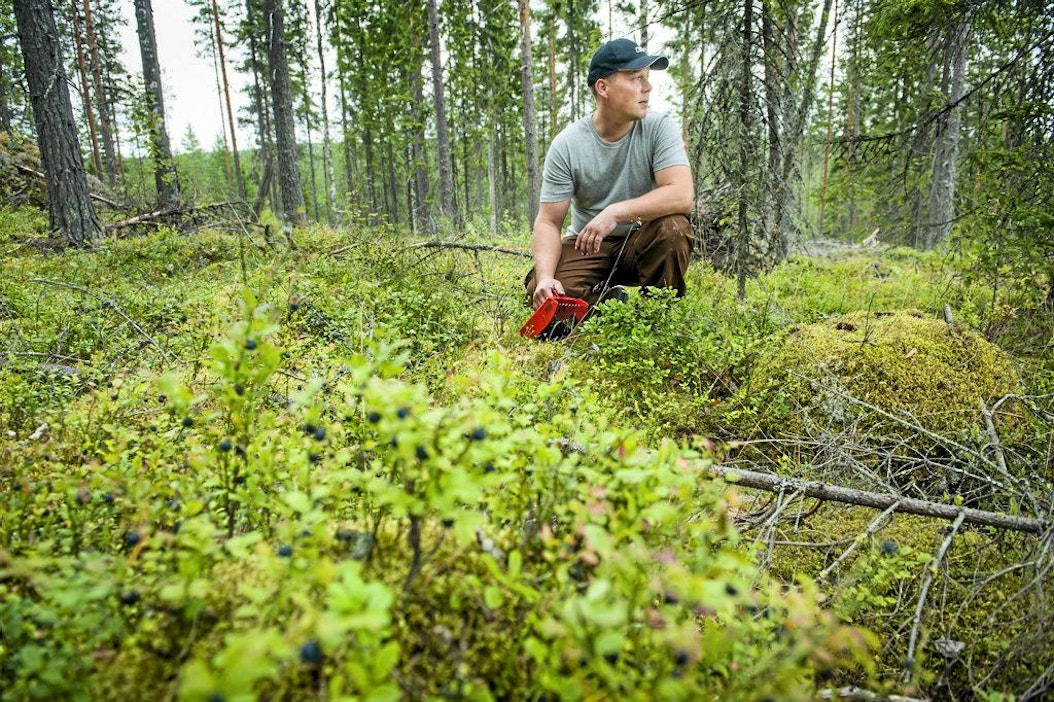 Pasi Liukkonen poimii mustikkaa, mustikka