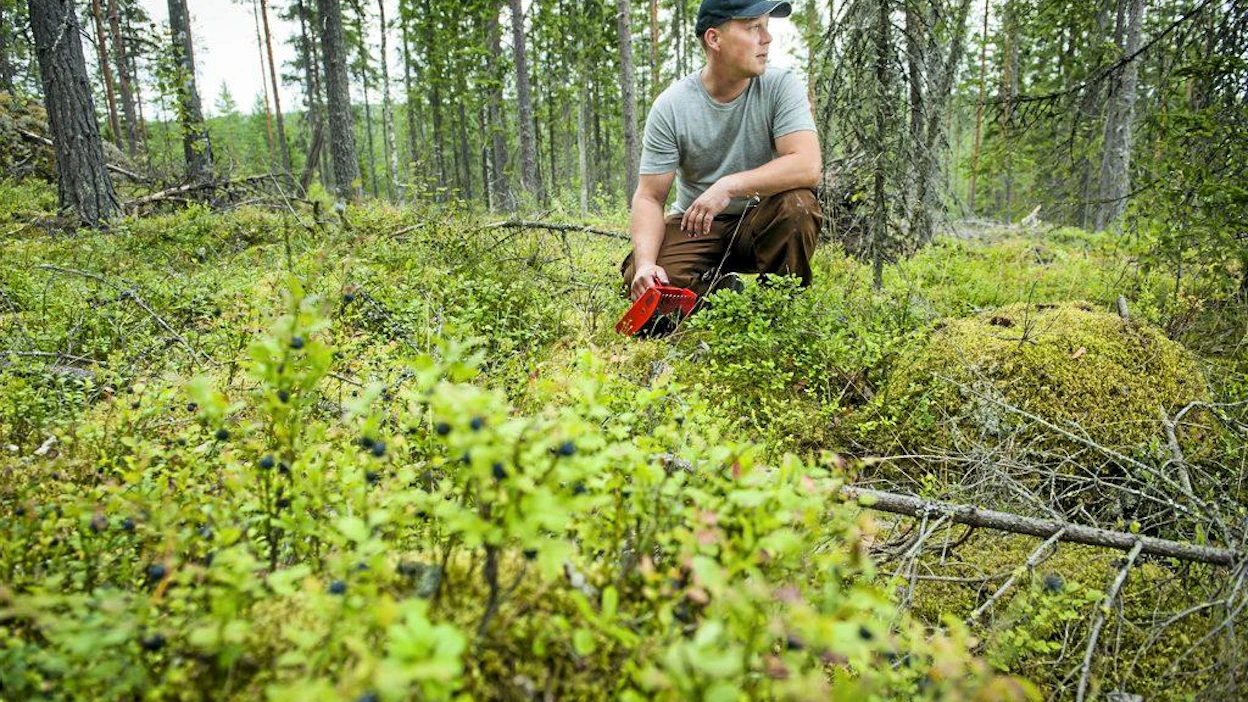 Pasi Liukkonen poimii mustikkaa, mustikka