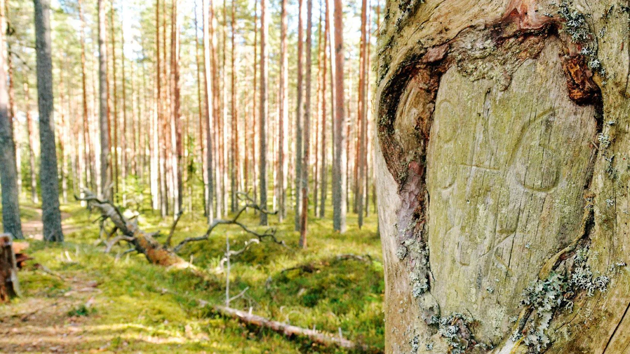 Pyhäkankaan 1800-luvun puolivälissä tehdyt hakkaukset ovat muistoja karsikkoperinteen viimeisestä ilmenemismuodosta, tienvarsikarsikoista.
