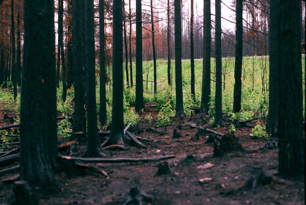 Metsänomistajat jättävät puuta metsiin ja lisäävät hiilinieluja miljoonia tonneja vuodessa.
