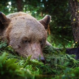 Karhua metsästetään eteläisessä Suomessa kannanhoidollisilla poikkeusluvilla ja poronhoitoalueella alueellisen kiintiön nojalla.