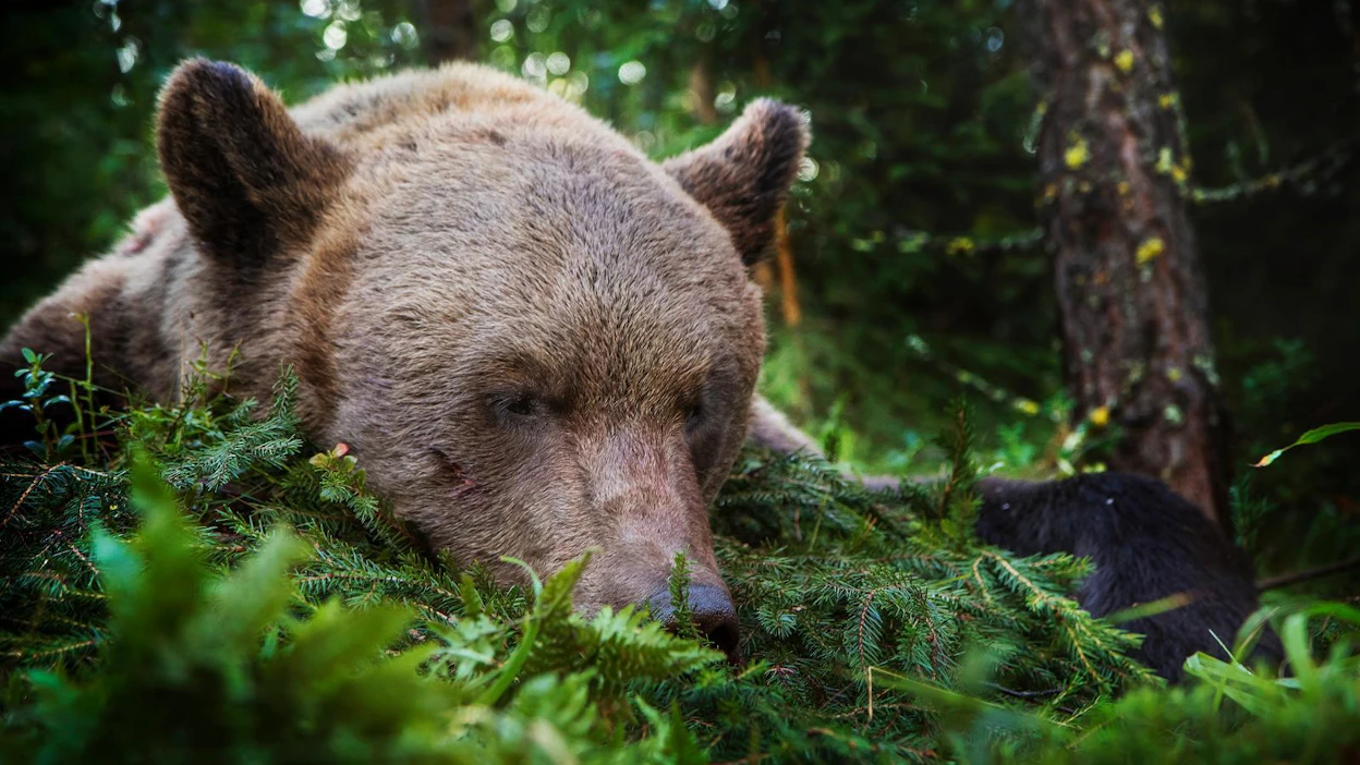 Karhua metsästetään eteläisessä Suomessa kannanhoidollisilla poikkeusluvilla ja poronhoitoalueella alueellisen kiintiön nojalla.