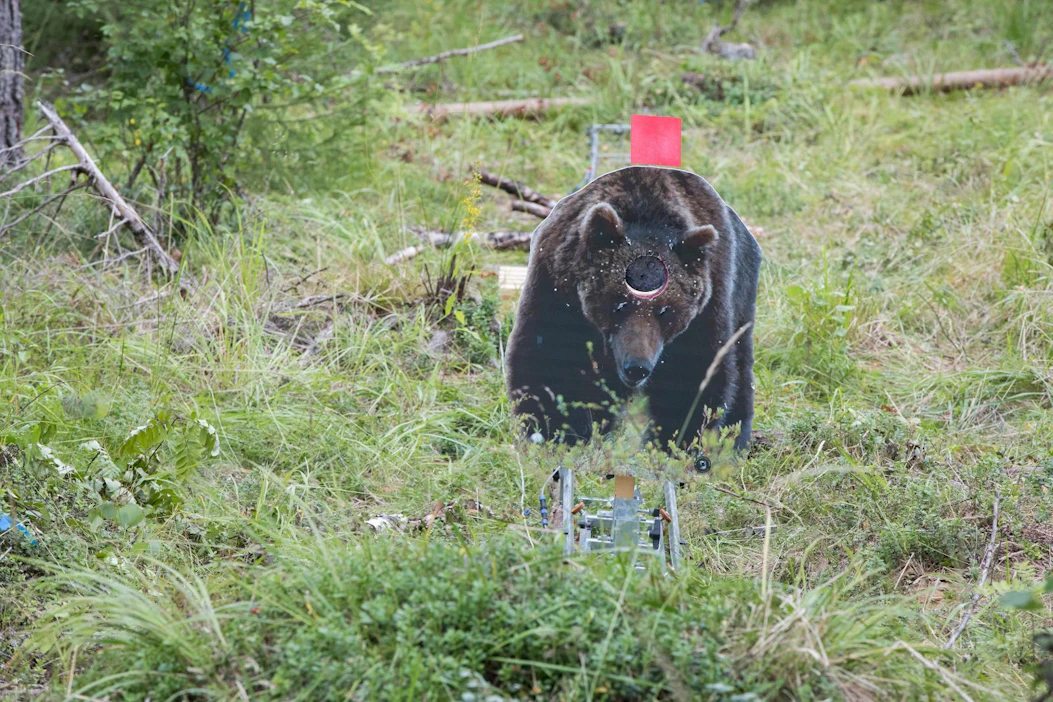 Ampumaradalla hyökkäävän karhun kohtaamista voi harjoitella ampumalla tällaiseen pahviseen tauluun, joka liikkuu vauhdilla kohti.
