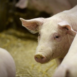 Pelastuspäällikön viimeisimmän arvion mukaan sikalassa oli kaikkiaan 1 300 sikaa, joista satoja on menetetty. LEHTIKUVA / Antti Aimo-Koivisto