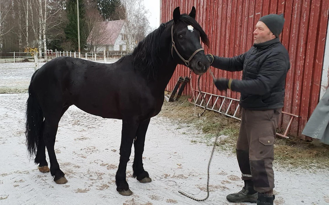 Antti Ala-Rantalan valmennuksessa kisaava "pikkumusta" Nyland on yksi meritoituneimmista Suomeen hankituista kylmäverisistä.