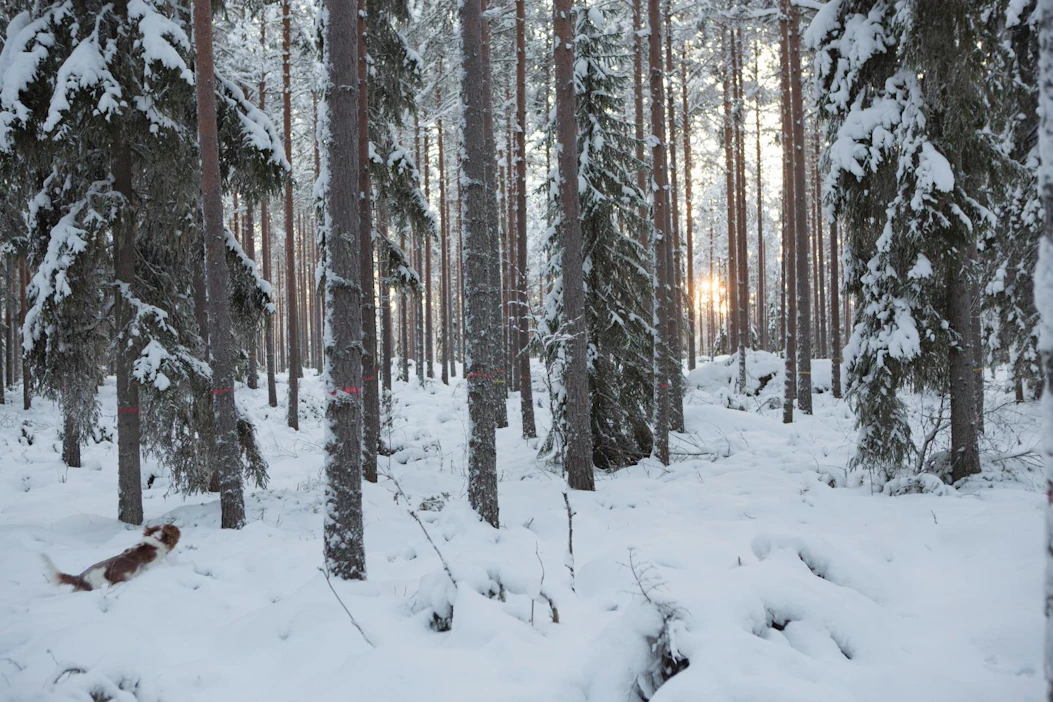Metso-ohjelmalla on laaja tuki myös metsäteollisuuden, metsätaloustoimijoiden ja ympäristöjärjestöjen keskuudessa.