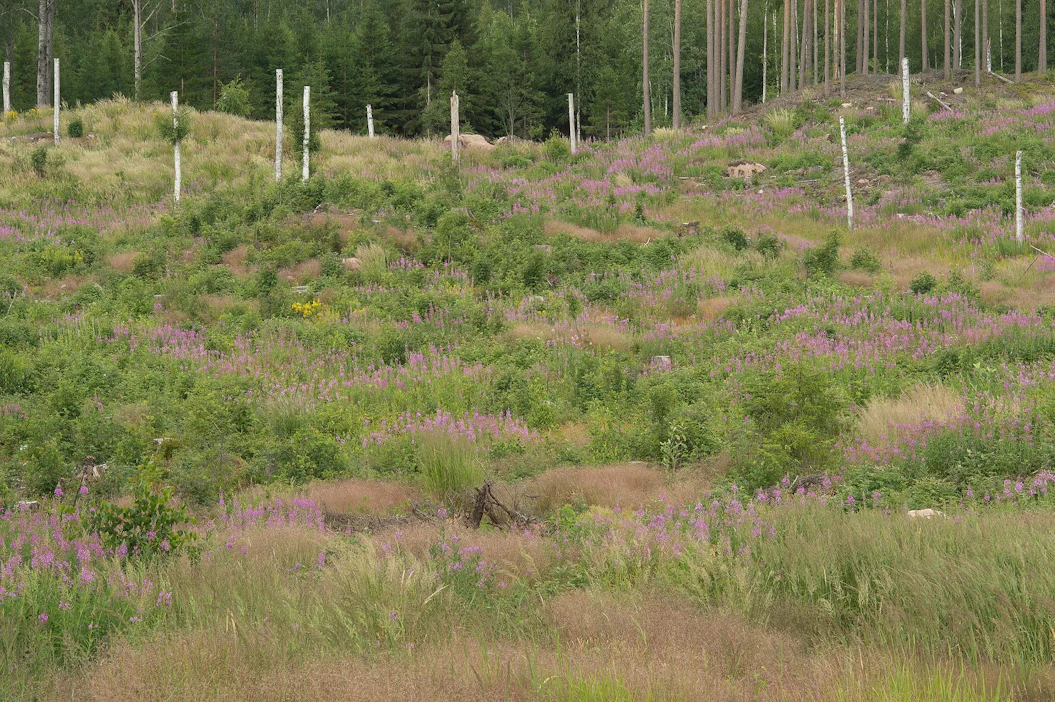 Avohakkuun jälkeen puiden hiilensidonta on mitätöntä, mutta ruoho- ja pensaskerroksen hiilensidonta on suurimmillaan.