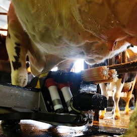 Yhdysvalloissa antibiootteja käytetään maidontuotannossa ennaltaehkäisemään tauteja, kun Suomessa ja Ruotsissa niillä lääkitään vain todettua tulehdusta.