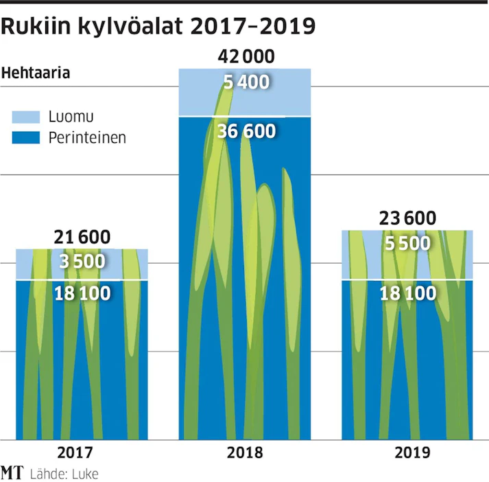 Keskimääräisillä satotasoilla ja talvituhoilla ensi syksyn sato riittää kattamaan Luken arvion mukaan 70 prosenttia kotimaan ruistarpeesta.