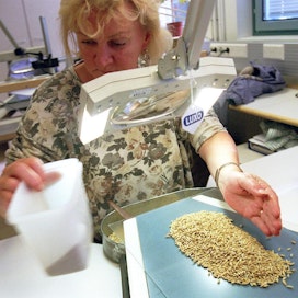 Kylvösiemenerän laadun tarkastusta Eviran siementarkastusyksikössä Loimaalla.