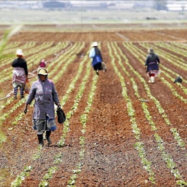 Suurviljelmät johtavat usein maanomistuskiistoihin, kun pien- ja omatarveviljelijät joutuvat siirtymään pois tieltä. Kuva on arabi-investoijien varoin perustetulta viljelmältä Klippoortiessa Etelä-Afrikassa. Reuters / Lehtikuva / Siphiwe Sibeko