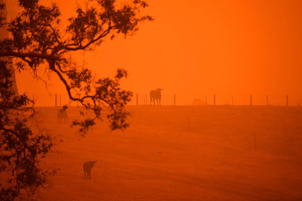 Maastopalot värjäsivät taivaan punaiseksi laitumen yllä New South Walesissa Australiassa sunnuntaina.