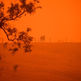 Maastopalot värjäsivät taivaan punaiseksi laitumen yllä New South Walesissa Australiassa sunnuntaina.