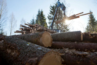 Venäläisministerin mielestä maan metsätaloutta pitäisi tehostaa, sillä esimerkiksi havupuuston osuus pienenee.