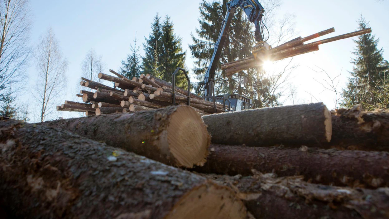 Venäläisministerin mielestä maan metsätaloutta pitäisi tehostaa, sillä esimerkiksi havupuuston osuus pienenee.