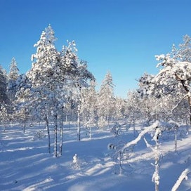 Ennallistettavaksi valittu alue sitoo Helsingin yliopiston tutkimuksen mukaan vuodessa hiiltä jopa 18 000 kiloa.