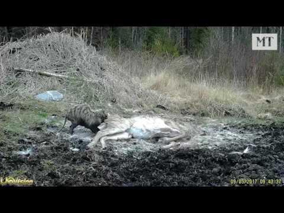 Kylmä sää on jatkunut kuluneella viikolla.