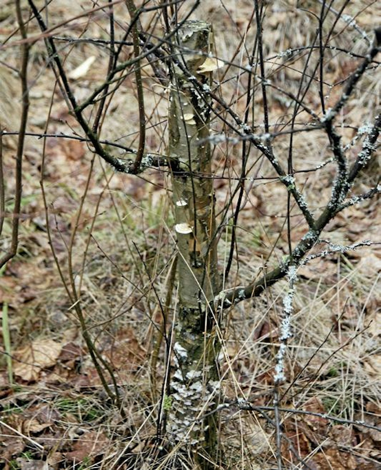 Järeimmissä pitkissä kannoissa runkovesat kituvat varsinaisen kannon alkavasta lahoamisesta johtuen.