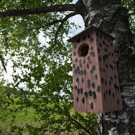 Pönttötalkoissa toivotaan tietoja siitä, mitä lintulajeja pöntöissä tänä keväänä pesii tai on pesinyt.