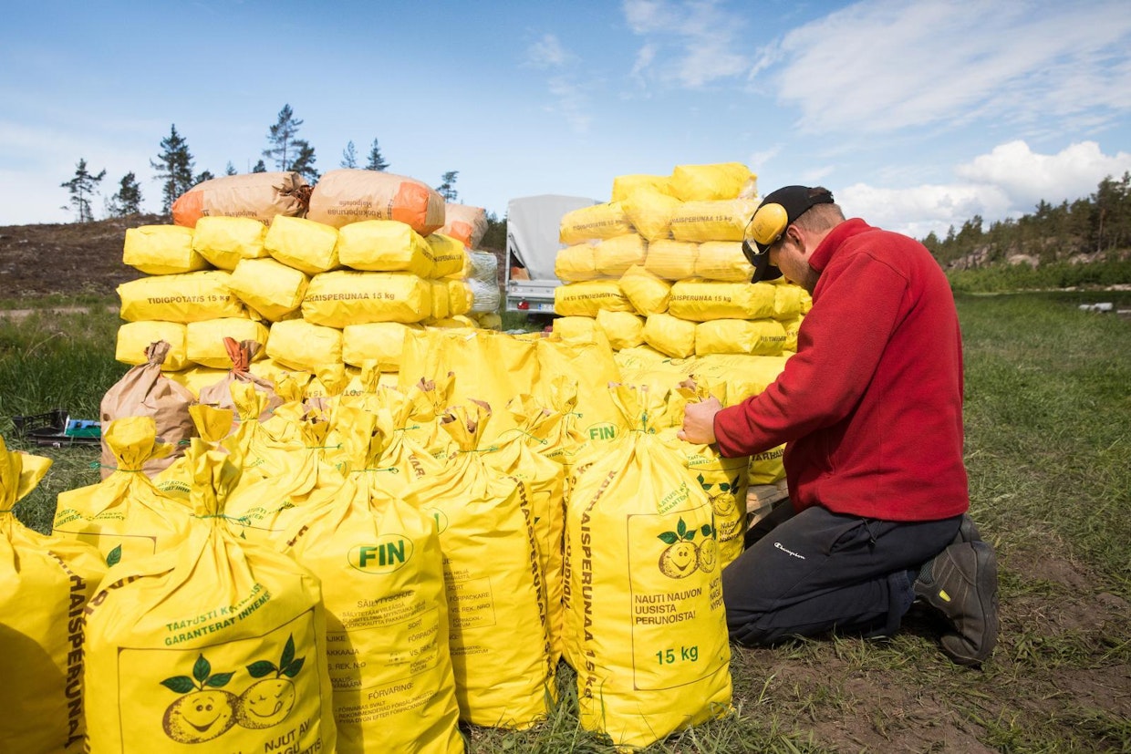 Varhaisperunantuottaja Pontus Franzén pakkaamassa perunoita.