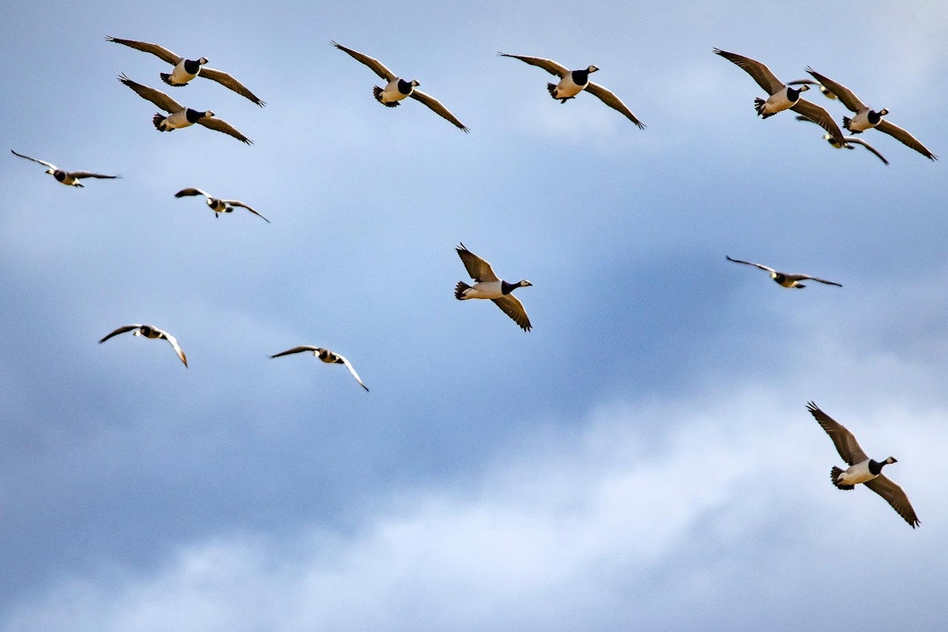 Valkoposkihanhikannan koko on Suomessa yli miljoona yksilöä.