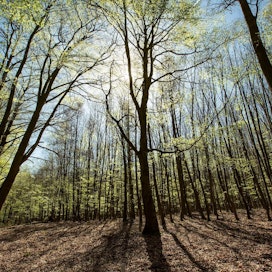 EU aikoo tavoitella kolmen miljardin puun istuttamista 2030 mennessä.