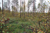 Turvemaiden korjuukohteista saadaan usein vähemmän puuta kuin kivennäismaan kohteista.