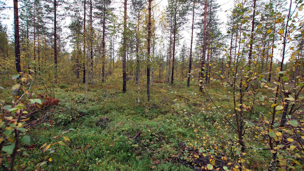 Turvemaiden korjuukohteista saadaan usein vähemmän puuta kuin kivennäismaan kohteista.