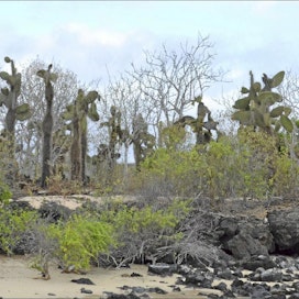 Suuri osa saarten maisemasta on karua ja kuivaa. Kuvan puut ovat lehdettömiä siksi, että meneillään on kuiva kausi. Satu Lehtonen