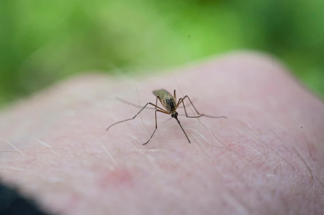 Leinonen muistuttaa, että hyttysten määrät vaihtelevat paljon hyvin pienelläkin alueella.