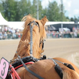 Kuopion raveissa ajetaan maanantaina pelkästään suomenhevosilla. Suomenhevoset vierailevat monilla paikkakunnilla kylän raiteilla, kaupunkien keskustoissa sekä kouluissa ja palvelutaloissa.