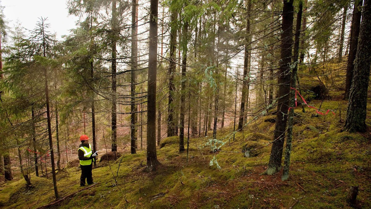 FSC-sertifikaatti edellyttää, että viisi prosenttia metsästä on pysyvästi metsätalouden ulkopuolella.