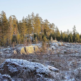 Korkeat hinnatkin ovat suosineet puukaupan tekoa viime aikoina. Matti Jäppilän mukaan hän olisi hakkauttanut kalliomännikkönsä taksonomia-asetuksen takia tukin hinnasta riippumatta.