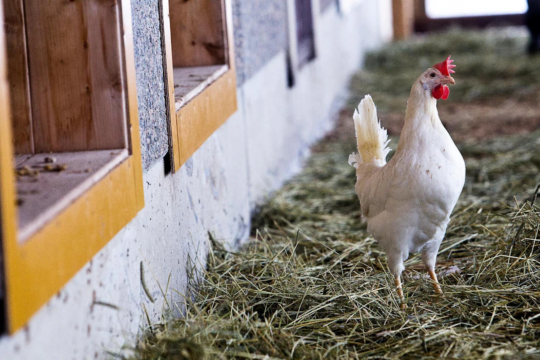 Lintuinfluenssaviruksen leviämisen estämiseksi siipikarja ja muut kotieläimenä pidettävät linnut on suojattava kontakteilta luonnonvaraisiin lintuihin 8.2.–31.5.