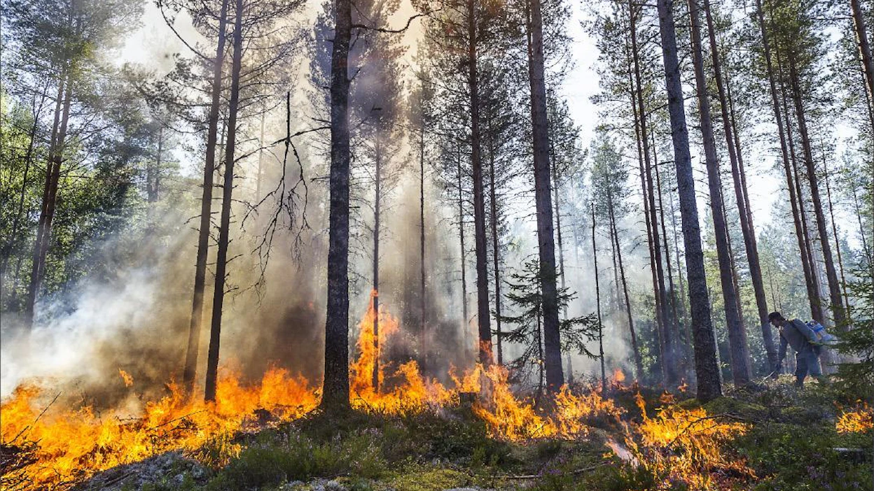 Palo sytytettiin kahtena rintamana edeten alueen itänurkasta länteen. Metsuri Lassi Tyni sytyttämässä. Kari SAlonen