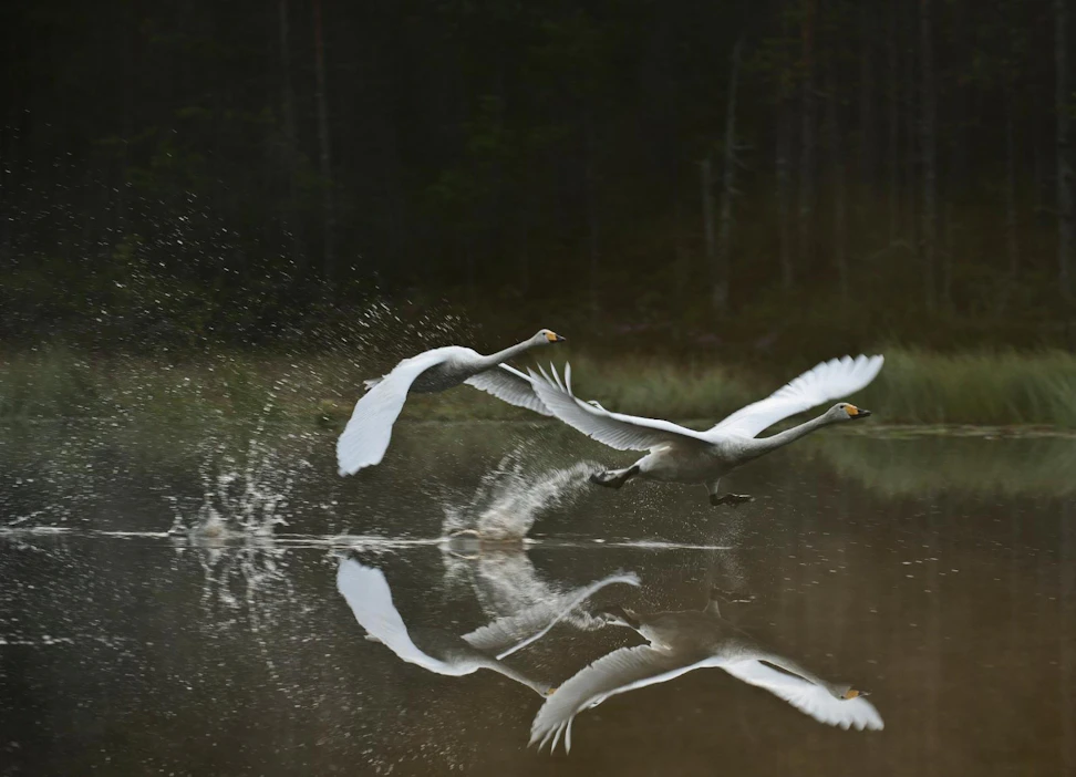 Birdlife Suomen suojelu- ja tutkimusjohtaja Teemu Lehtiniemi huomauttaa, että Kärnän esiin nostamat lajit nousevat säännöllisin väliajoin julkiseen keskusteluun.
