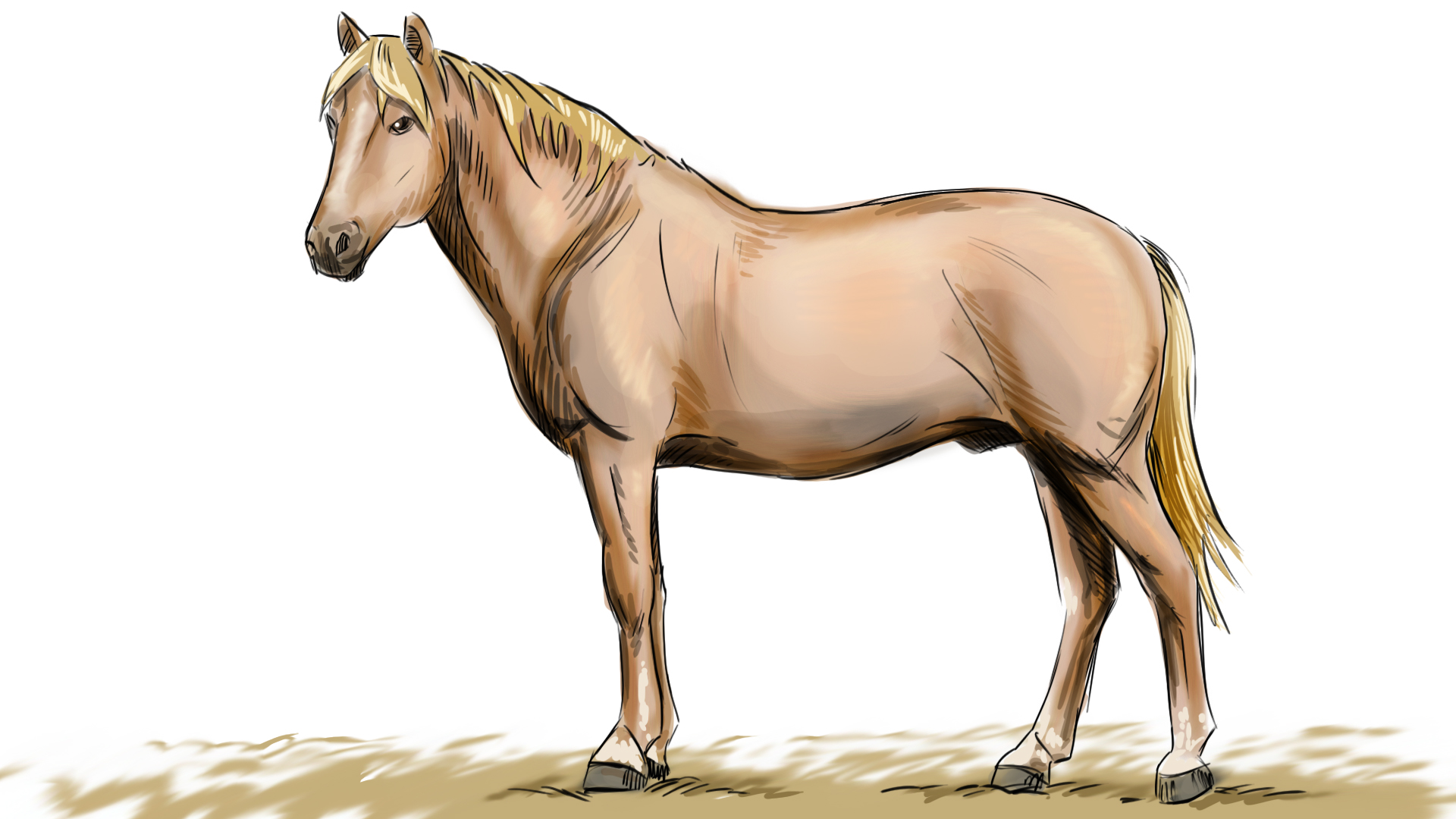 Hevosen lihaskadon pisteytysarviointi tehdään kaulasta ja selästä hevosta sivulta tarkastelemalla. Takaosan lihakset pisteytetään hevosta takaa päin arvioiden.