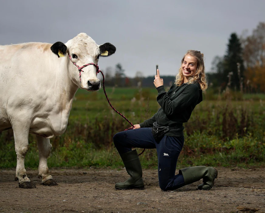 Anna Länsisalmi-Keisalan yleisön suosikki on lapinlehmä Nuorgam, joka on jo tottunut poseeraaja.