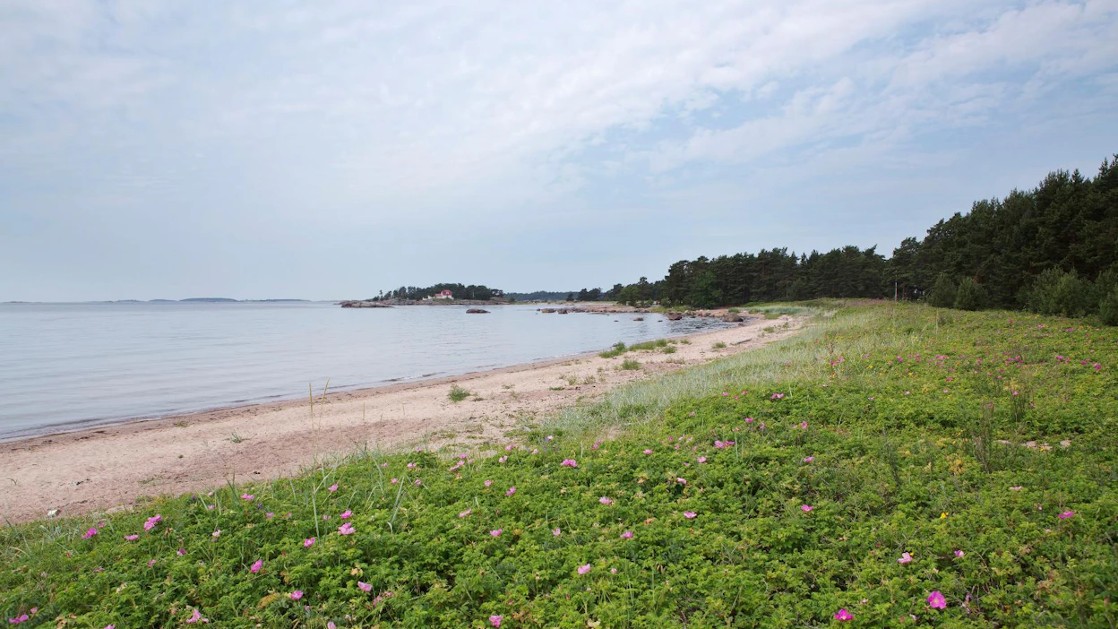 Tukes rajoittaa glyfosaattivalmisteiden käyttöä herkillä alueilla, kuten leikkipuistoissa sekä koulujen ja päiväkotien pihoilla. Hiekkarannoilla kurtturuusu leviää hiekkarannoilla läpitunkemattomiksi tiheiköiksi.