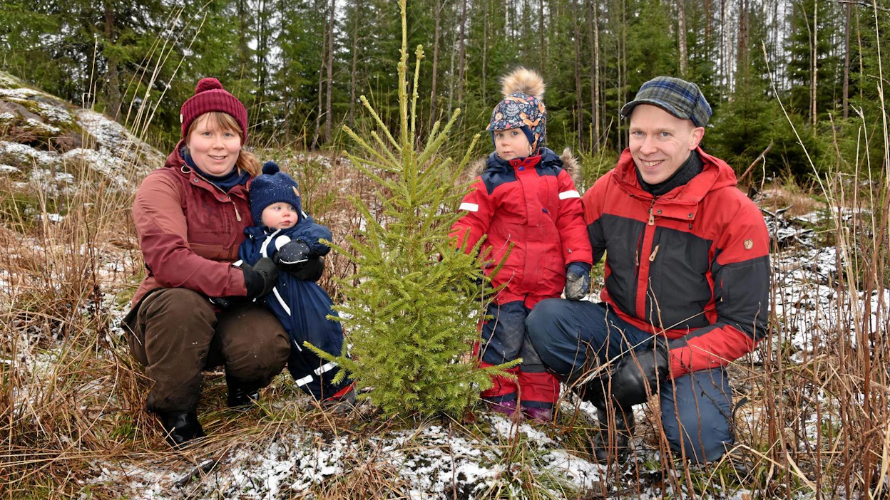 Yksivuotias Martta ja kolmevuotias Hilma ovat mielellään Hanna ja Mikko Lumperoisen mukana metsäretkillä. Kolme vuotta sitten istutettu taimikko on ohittanut pituuskasvussa jo Hilman. Tänä vuonna suunnitelmissa ei ole puunmyyntejä, ainoastaan istutusta ja taimikonhoitoa.