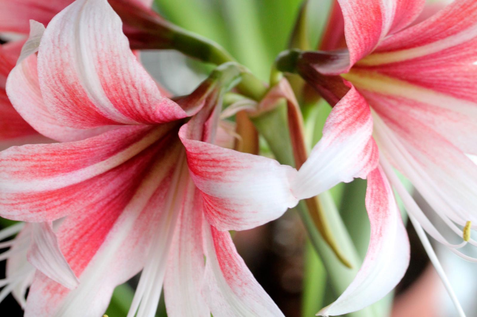 Amaryllis kukkii uudelleen melko helposti.