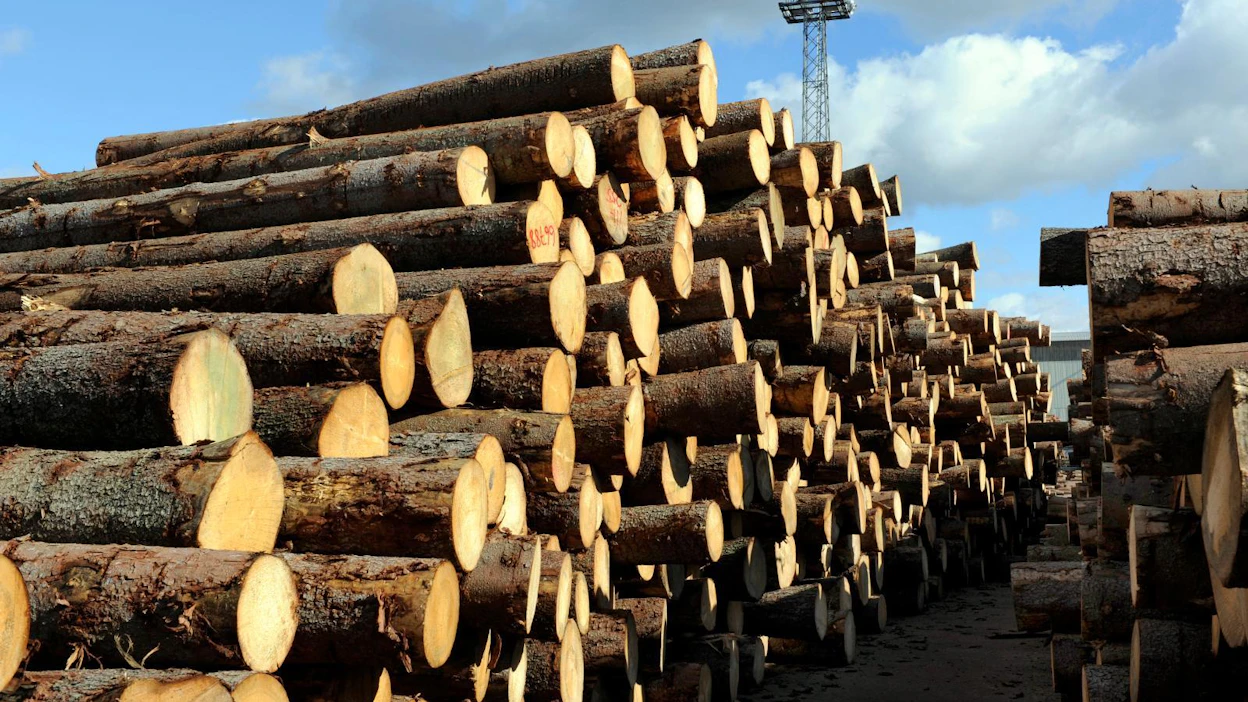 Hirsitalovalmistaja Honkatalot ryhtyi ostamaan tänä keväänä kuusitukkeja metsästä asti, kun sahatavaran markkinatilanne on kuumentunut.